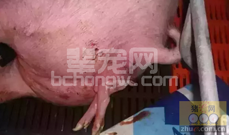 母猪的人工助产技术，绝对实用