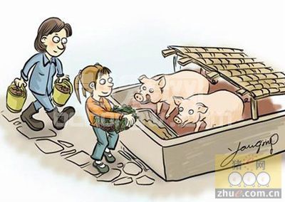 秋季是养猪的黄金时期，饲养过程中要注意这四点