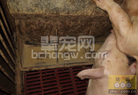 饲料效果与使用方法