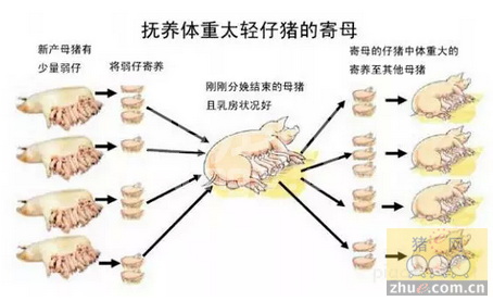 四种仔猪寄养方式对比，适合你的就是最好的