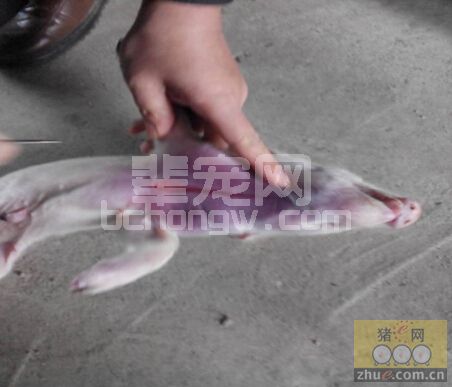乳猪免疫抑制性血液自溶性疾病分析