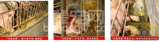 母猪产后无乳综合征“1+1”防控方案