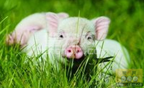 养猪狠抓预防的重要性