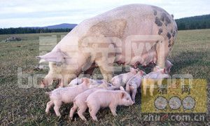 断奶母猪不发情是什么原因？我们应该怎么办？