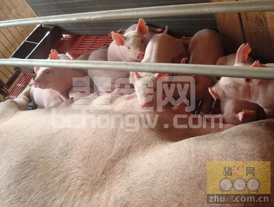 母猪产后关键时期饲养管理，你做对了吗？