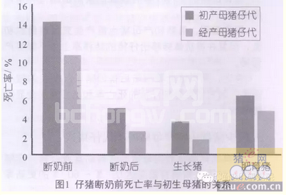 一胎母猪断奶体况损失过大，严重影响其使用年限