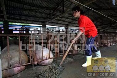 畜舍消毒应注意事项