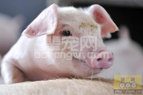 秋季猪的保健方案