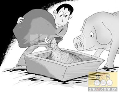猪对蛋白质与氨基酸的需求