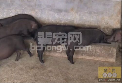 夏秋季节农村如何做好东串猪的喂养与管理