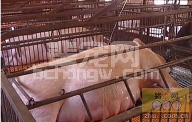 难产母猪急救方法