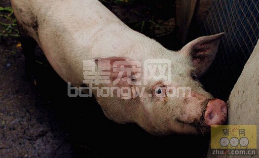 立秋后母猪和育肥猪饲养需注意的问题