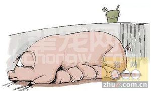 母猪生育力指示剂：第二胎综合征