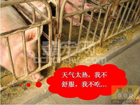 猪的应激与控制