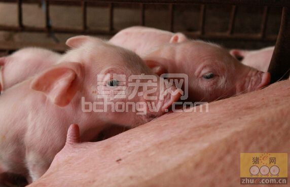 满足母猪妊娠期最后3个月营养需要可获得更高生产力