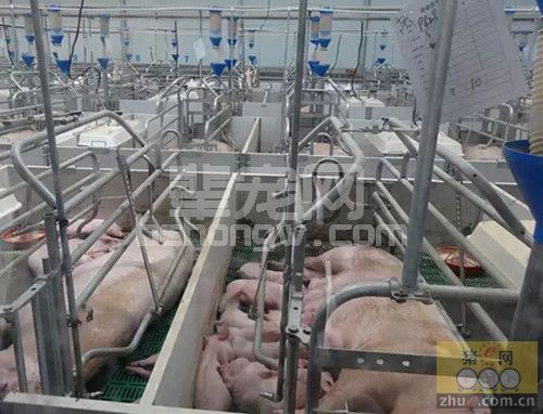 母猪产房技术操作规程