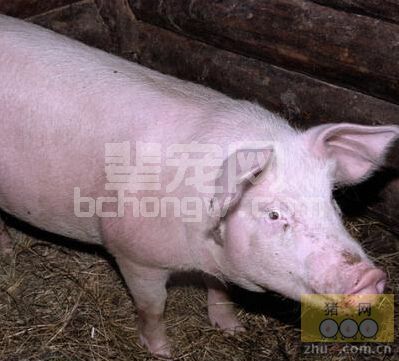 4类母猪产后不食症的鉴别诊断及中药疗法