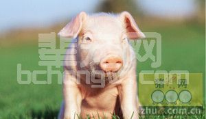 为什么没把猪养好？养猪人15个“坏”习惯！