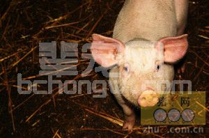 要想猪群少生病，可以这么做