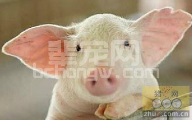 初生仔猪“不吃乳”是咋回事？