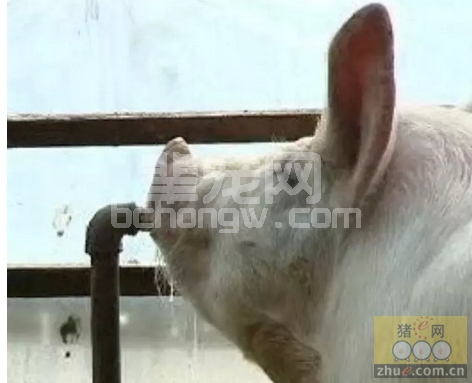 场长，你会调节猪场生产车间的水压、水温和水质吗？
