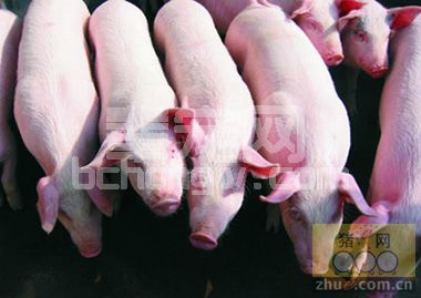 加拿大科学家　研究保育猪所需的最佳生长空间