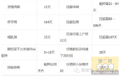 养猪经验:记好一本账，管好一群猪