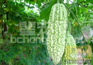 苦瓜莴笋苦荬菜 让猪吃“苦”可防暑