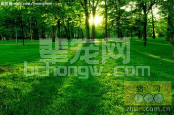 养猪人都在看：如何能养好猪又能做到环境保护呢？