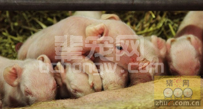 仔猪初生后的几小时决定其成活率