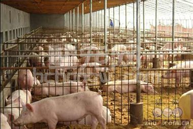 巧治猪窜圈、啃墙、咬斗的坏习惯