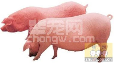 育肥猪 “七定位”管理法