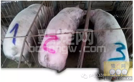 使用三种颜色标记妊娠母猪更直观