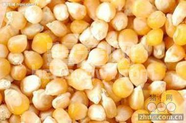 为什么发霉的玉米做饲料不能喂猪