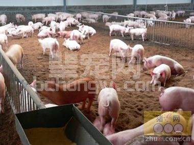 高床养猪每栋猪舍养一批猪只需100元水电费