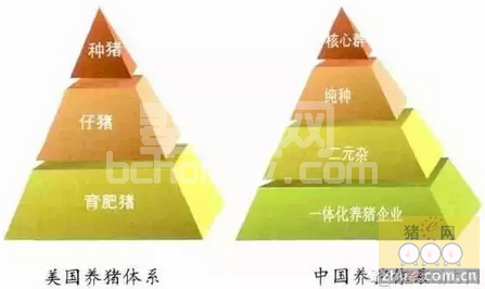 一般猪场需要做育种吗?