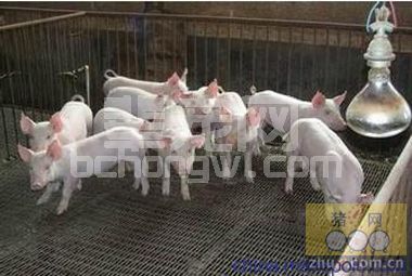 教你看懂猪群健康评价报告的各项数据