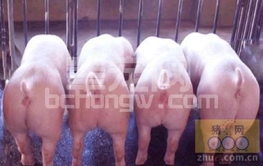 猪最佳催肥时间是什么时候