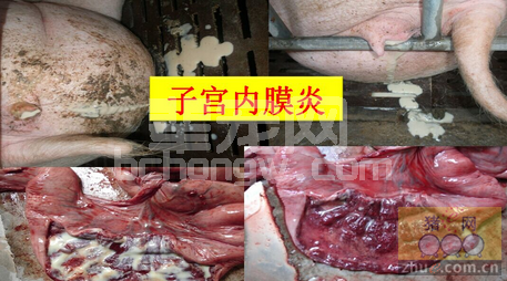 母猪产程过长的八大危害