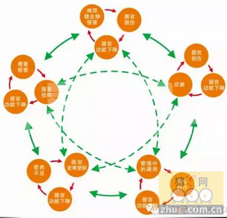 是什么原因摧毁了母猪的建康？！