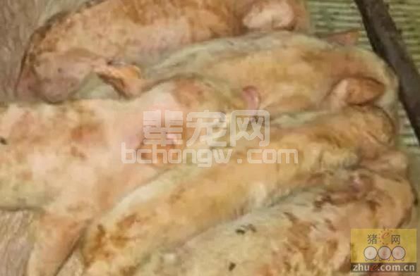 全面分析断奶猪易患病原因及母源抗体消长规律