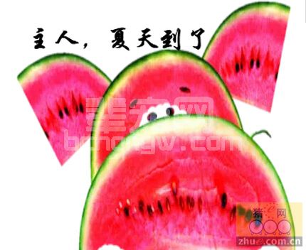 天气炎热 如何调理猪食欲不振