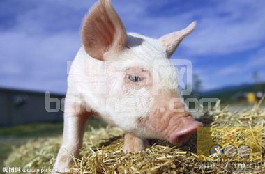 警惕公猪无性欲、死精、无精症状
