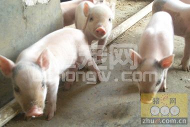 一份55年前养猪经验报告：养猪十五年，一头没病死