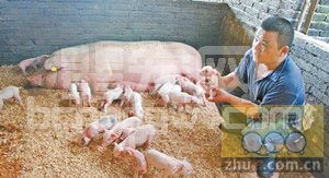 仔猪成功断奶的5个要点