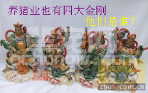 养猪有了“四大金刚” 养户不再忧伤