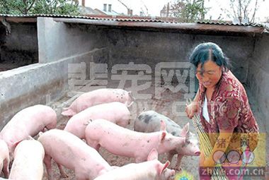 养猪≠喂猪！这些养猪经验对你一定有用！