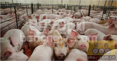 外购猪苗的饲养管理要点