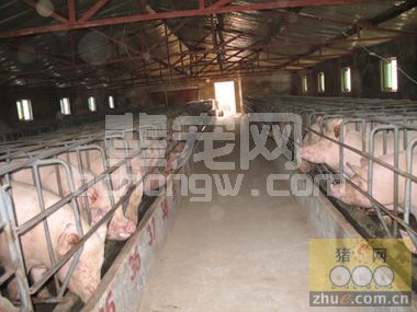 猪舍通风管理注意事项