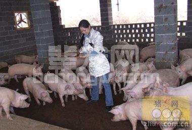 夏季养猪应牢记三件事